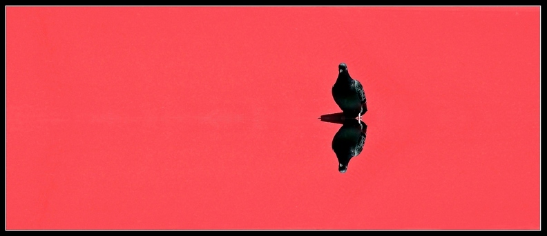 Taube auf rotem Dach, Venedig 60 x 26